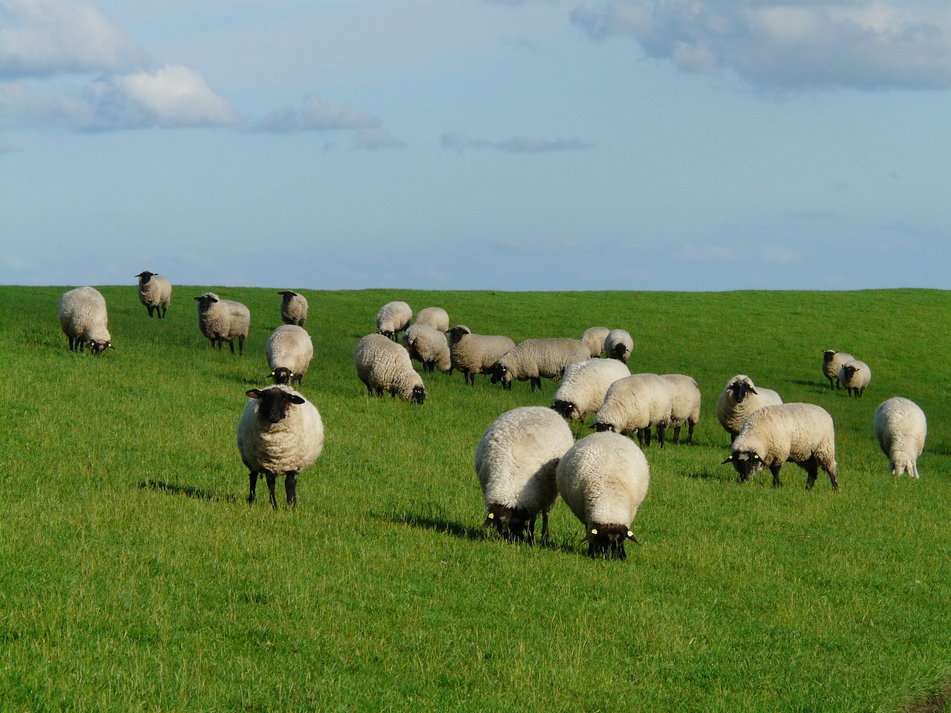 Flock of sheep