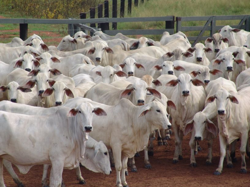 Cattle